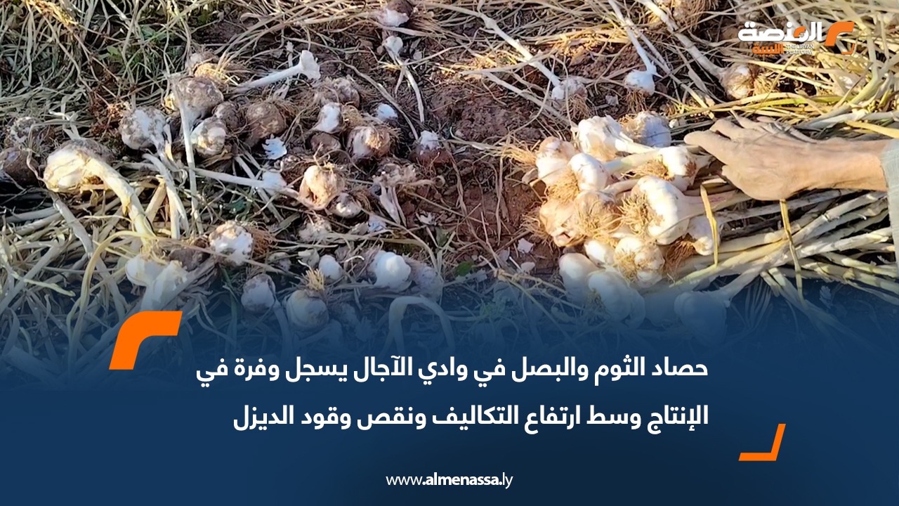 حصاد الثوم والبصل في وادي الآجال يسجل وفرة في الإنتاج وسط ارتفاع التكاليف ونقص وقود الديزل
