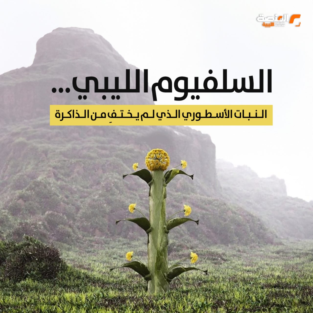 السلفيوم الليبي… النبات الأسطوري الذي لم يختفِ من الذاكرة