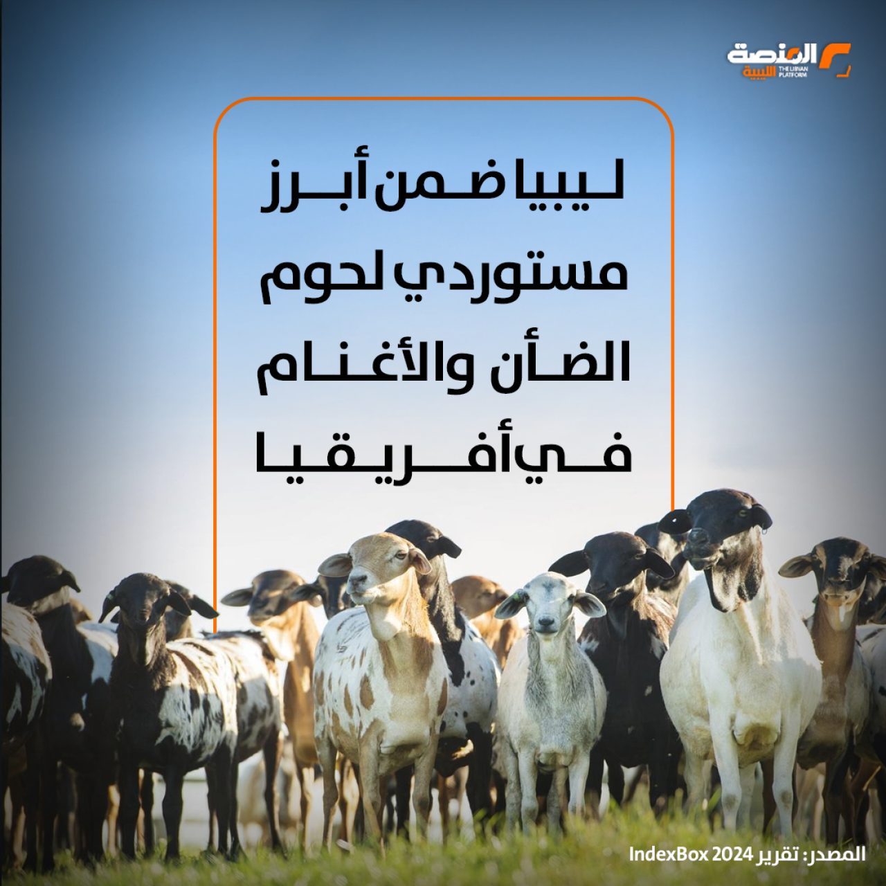 ليبيا ضمن أبرز مستوردي لحوم الضأن والأغنام في أفريقيا