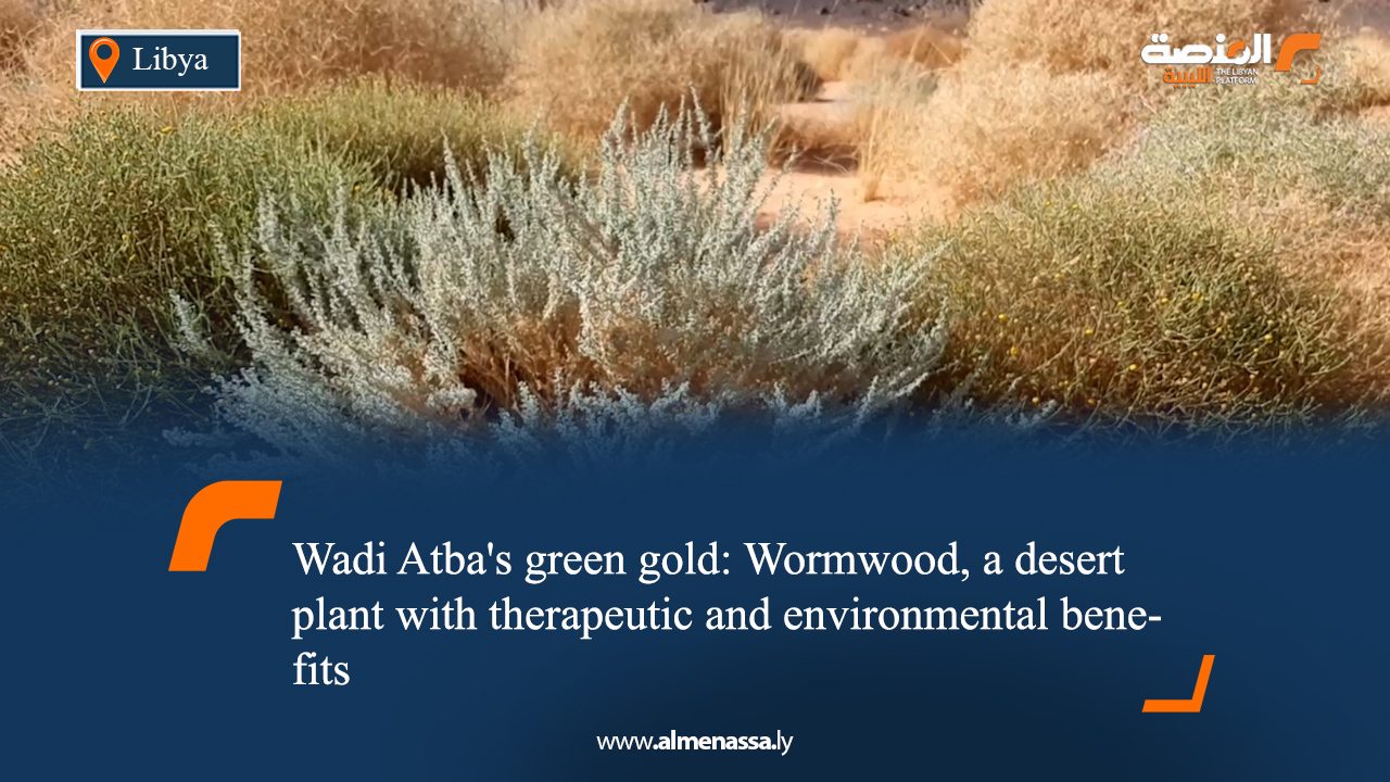 Wadi Atba's green gold: Wormwood, a desert plant with therapeutic and environmental benefits
