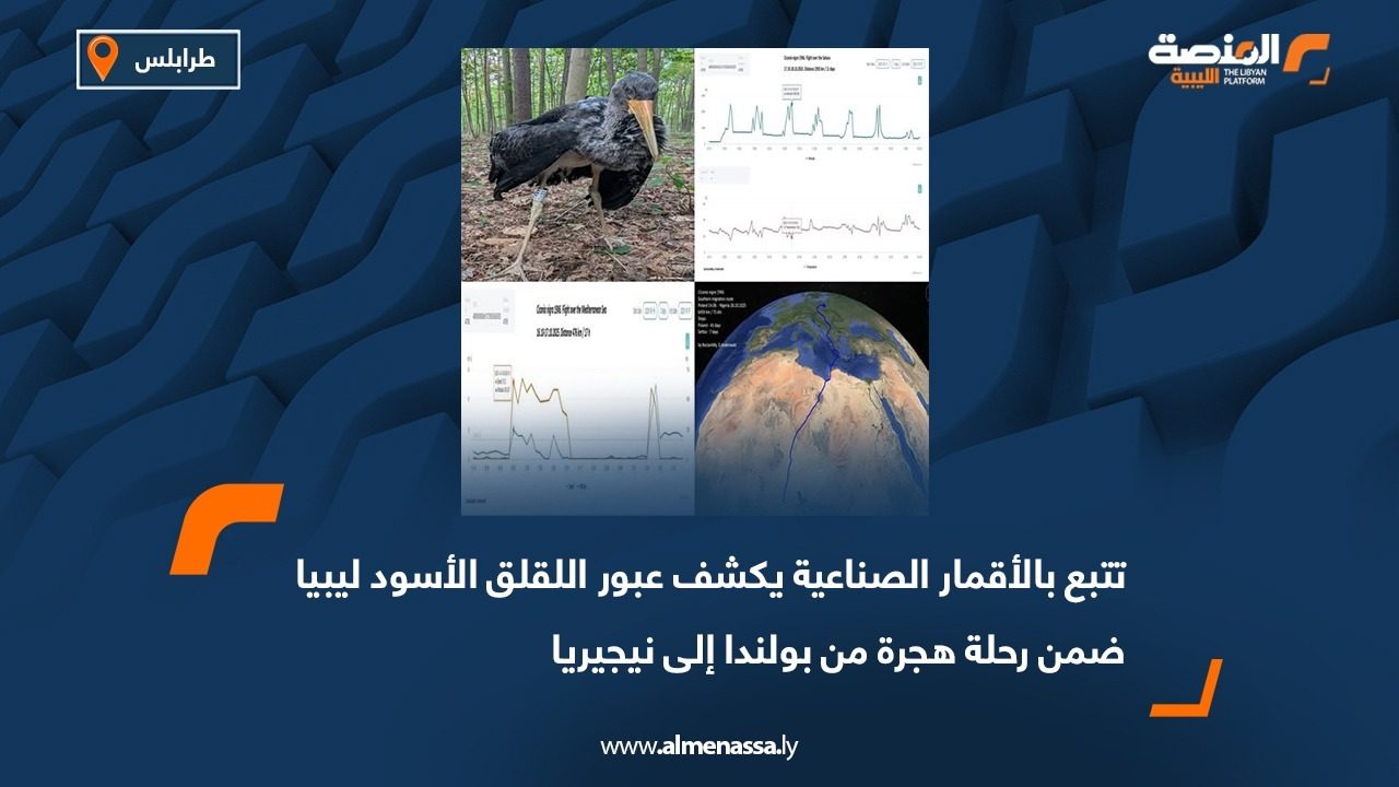 تتبع بالأقمار الصناعية يكشف عبور اللقلق الأسود ليبيا ضمن رحلة هجرة من بولندا إلى نيجيريا