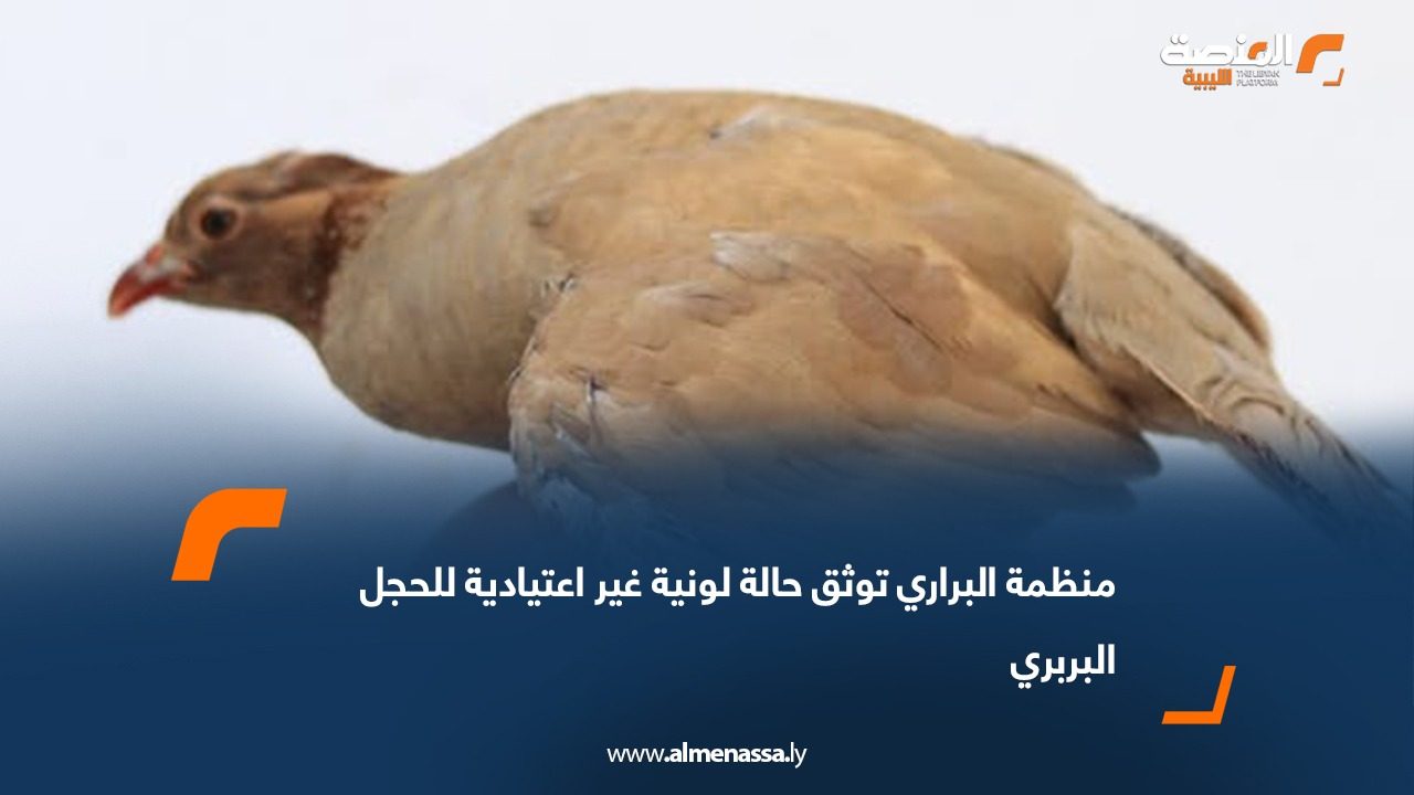 منظمة البراري توثق حالة لونية غير اعتيادية للحجل البربري