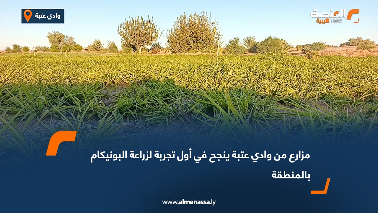 مزارع من وادي عتبة ينجح في أول تجربة لزراعة البونيكام بالمنطقة