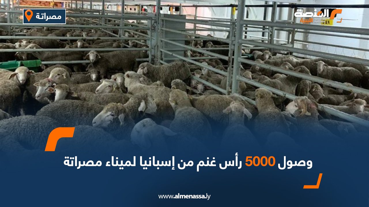 وصول 5000 رأس غنم من اسبانيا لميناء مصراتة