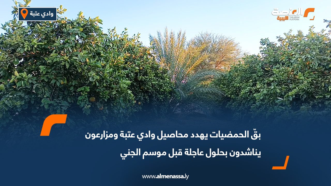 "بقّ الحمضيات" يهدد محاصيل وادي عتبة ومزارعون يناشدون بحلول عاجلة قبل موسم الجني