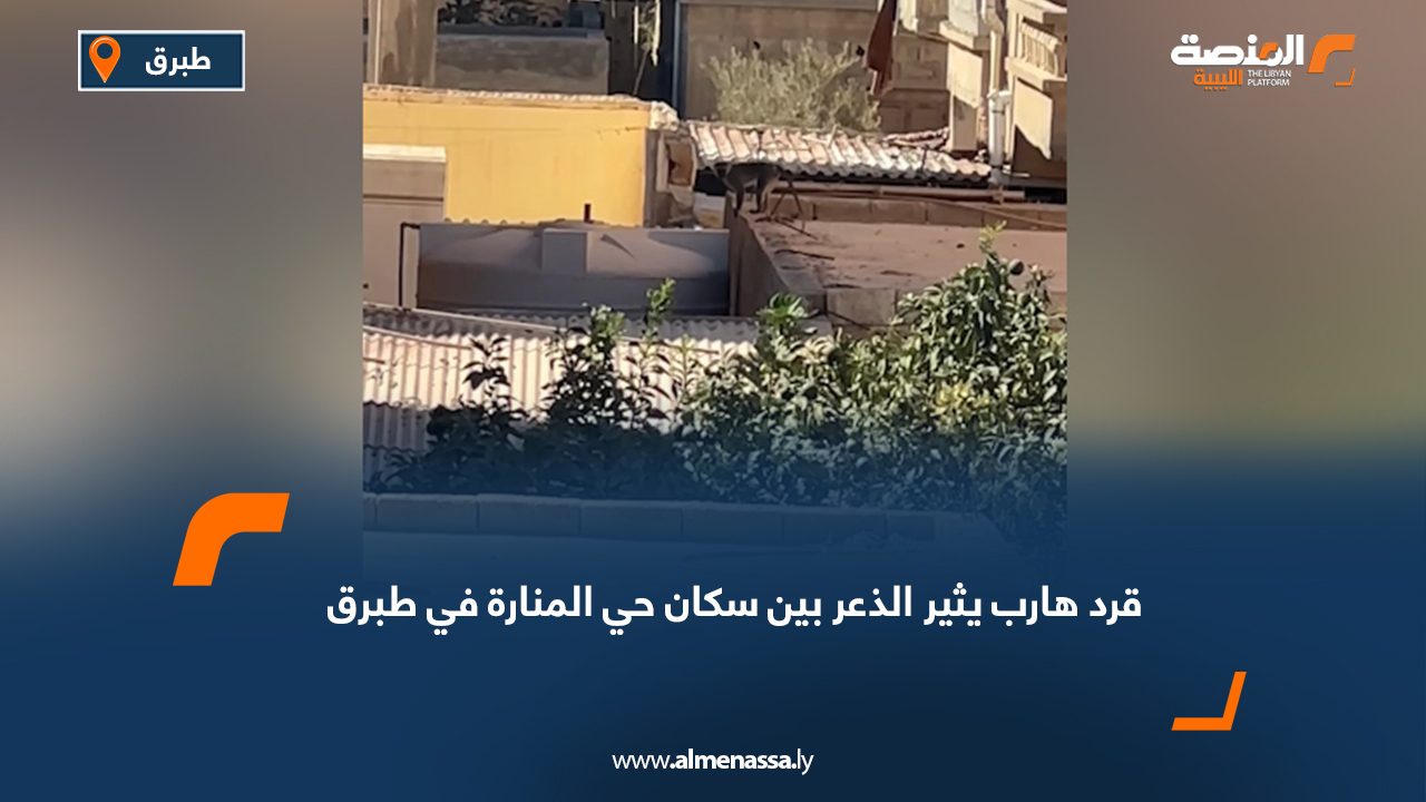 قرد هارب يثير الذعر بين سكان حي المنارة في طبرق