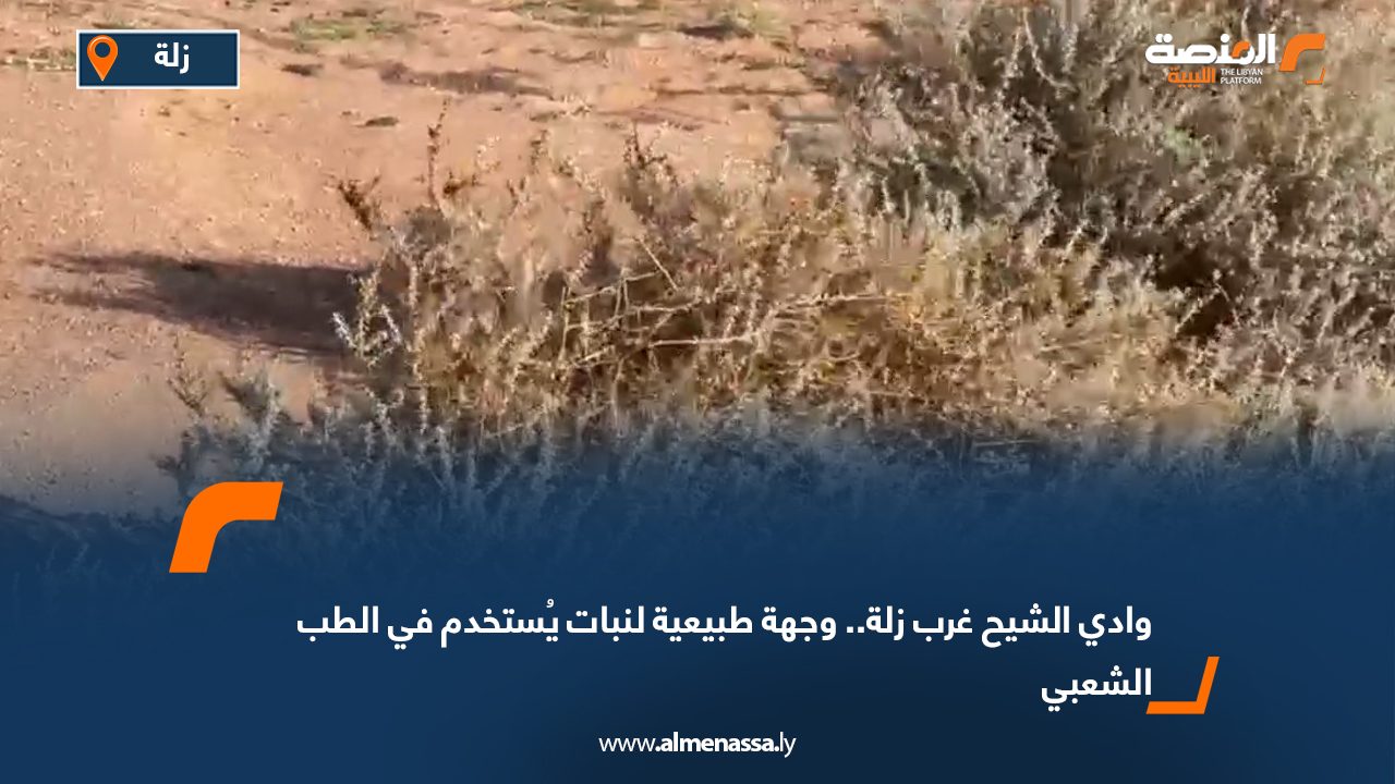 وادي الشيح غرب زلة.. وجهة طبيعية لنبات يُستخدم في الطب الشعبي