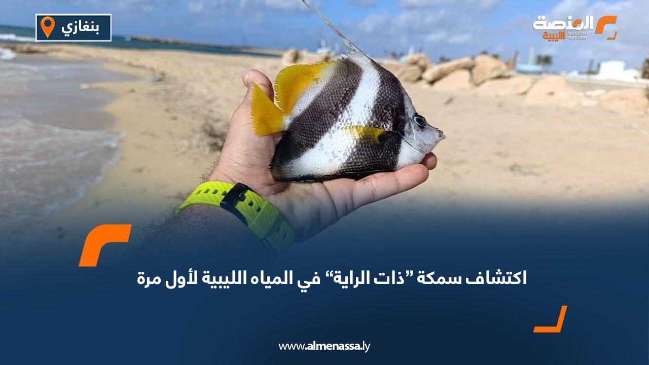 اكتشاف سمكة “ذات الراية” في المياه الليبية لأول مرة