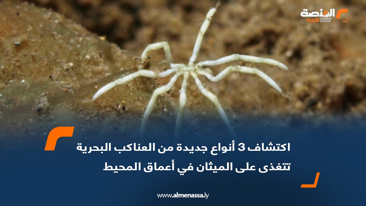اكتشاف 3 أنواع جديدة من العناكب البحرية تتغذى على الميثان في أعماق المحيط