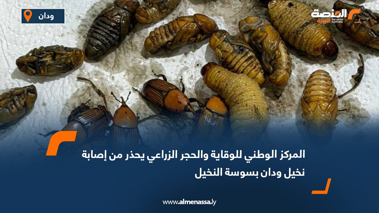 المركز الوطني للوقاية والحجر الزراعي يحذر من إصابة نخيل ودان بسوسة النخيل