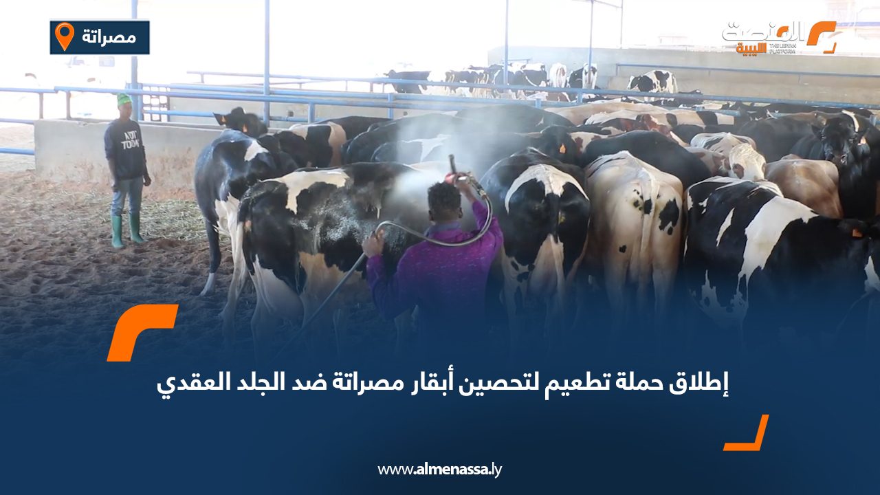 إطلاق حملة تطعيم لتحصين أبقار مصراتة ضد الجلد العقدي