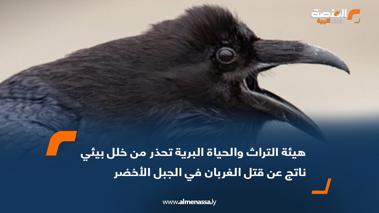 هيئة التراث والحياة البرية تحذر من خلل بيئي ناتج عن قتل الغربان في الجبل الأخضر