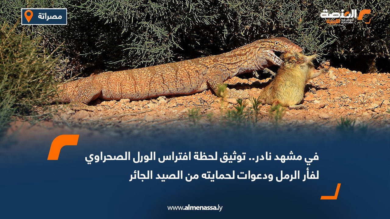 في مشهد نادر.. توثيق لحظة افتراس الورل الصحراوي لفأر الرمل ودعوات لحمايته من الصيد الجائر