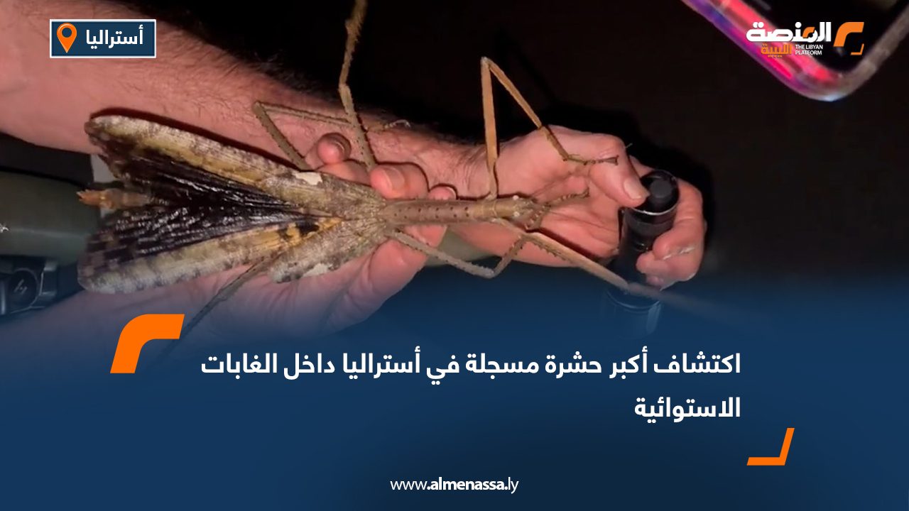 اكتشاف أكبر حشرة مسجلة في أستراليا داخل الغابات الاستوائية