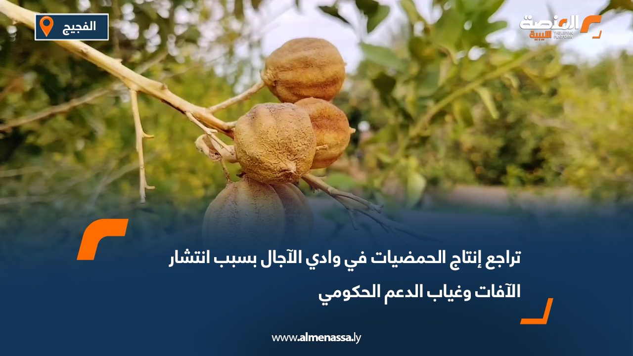 تراجع إنتاج الحمضيات في وادي الآجال بسبب انتشار الآفات وغياب الدعم الحكومي