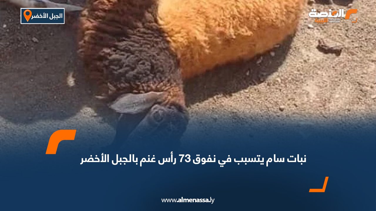 نبات سام يتسبب في نفوق 73 رأس غنم بالجبل الأخضر