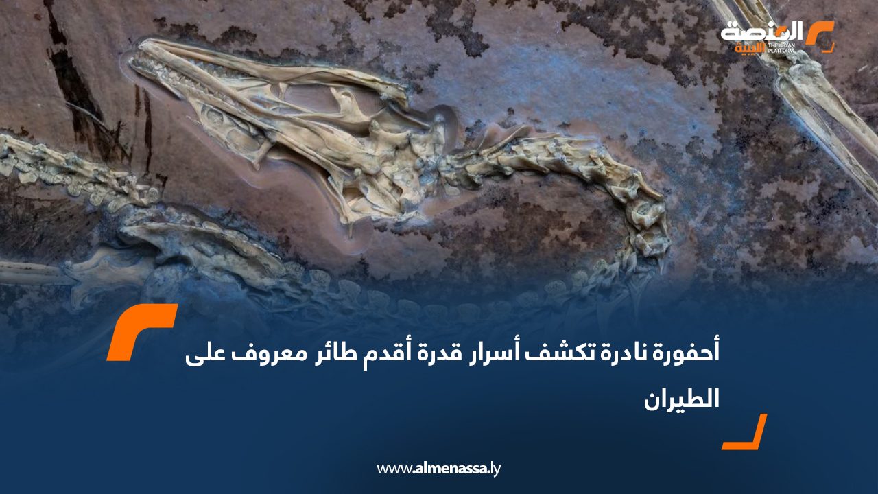 أحفورة نادرة تكشف أسرار قدرة أقدم طائر معروف على الطيران