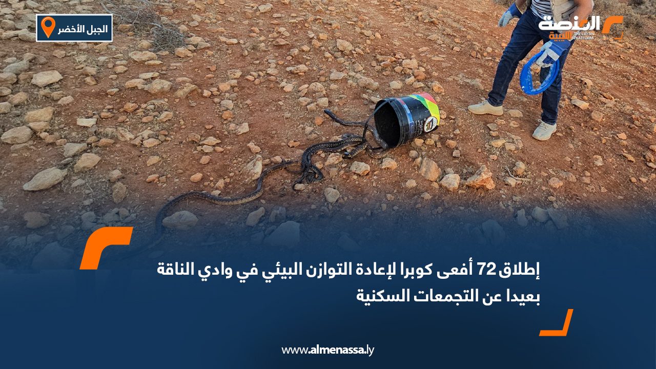 إطلاق 72 أفعى كوبرا لإعادة التوازن البيئي في وادي الناقة بعيدا عن التجمعات السكنية
