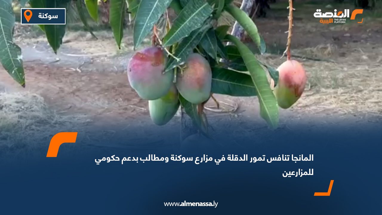 المانجا تنافس تمور الدقلة في مزارع سوكنة ومطالب بدعم حكومي للمزارعين