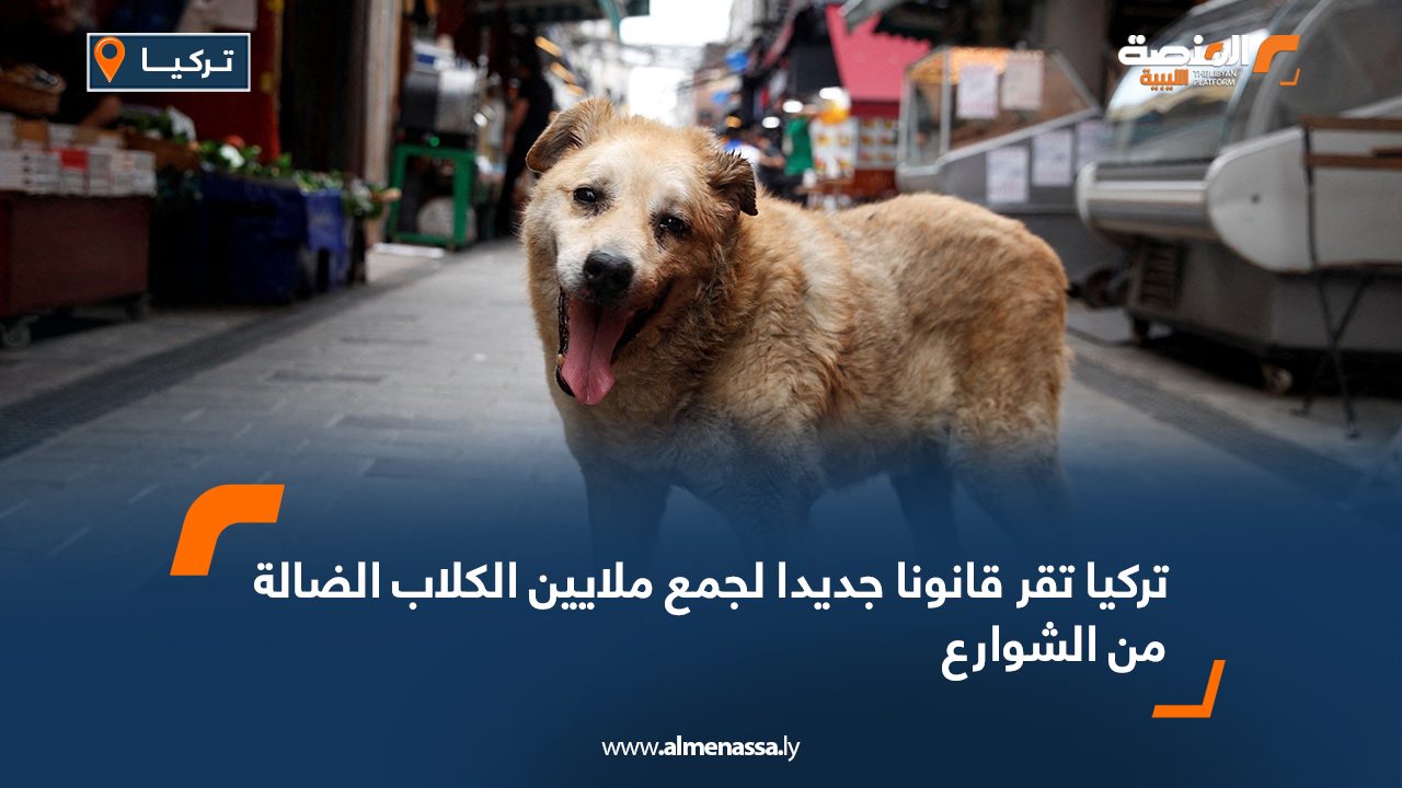 تركيا تقر قانونا جديدا لجمع ملايين الكلاب الضالة من الشوارع