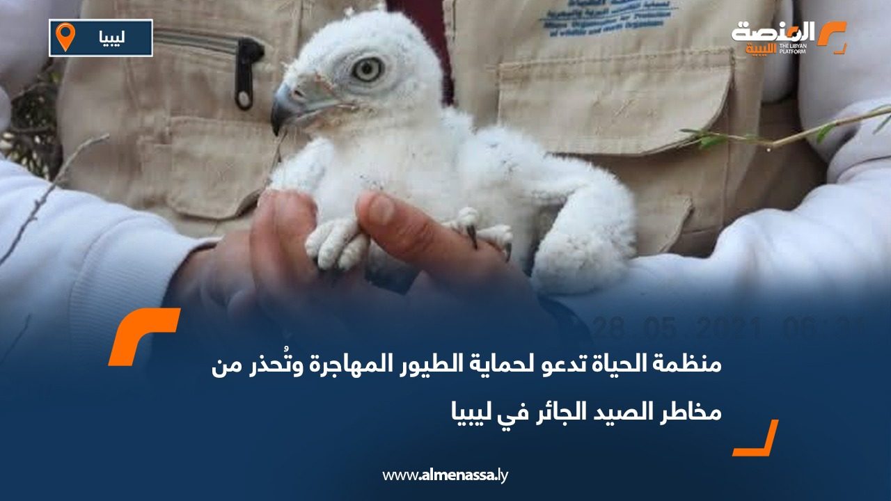 منظمة الحياة تدعو لحماية الطيور المهاجرة وتُحذر من مخاطر الصيد الجائر في ليبيا