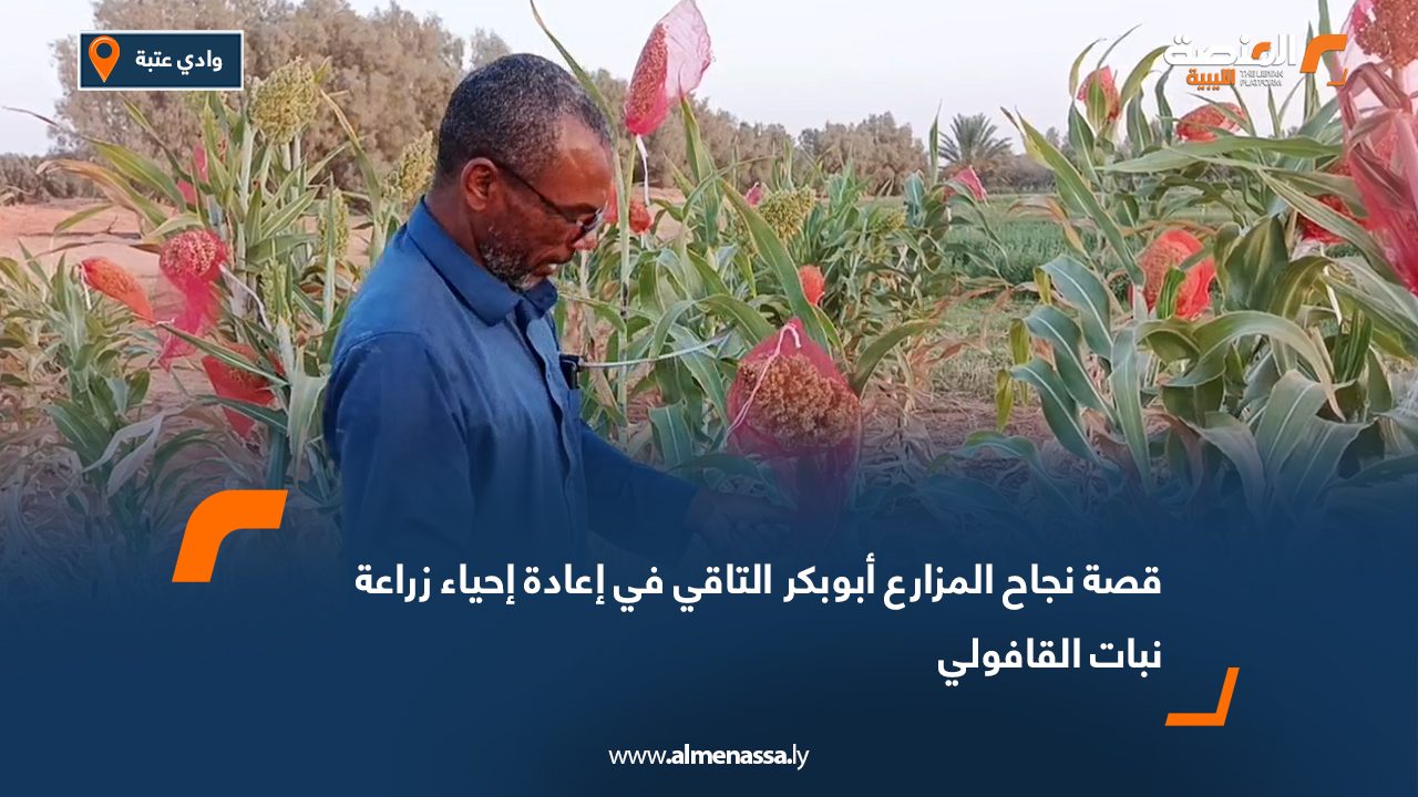 قصة نجاح المزارع أبوبكر التاقي في إعادة إحياء زراعة نبات القافولي