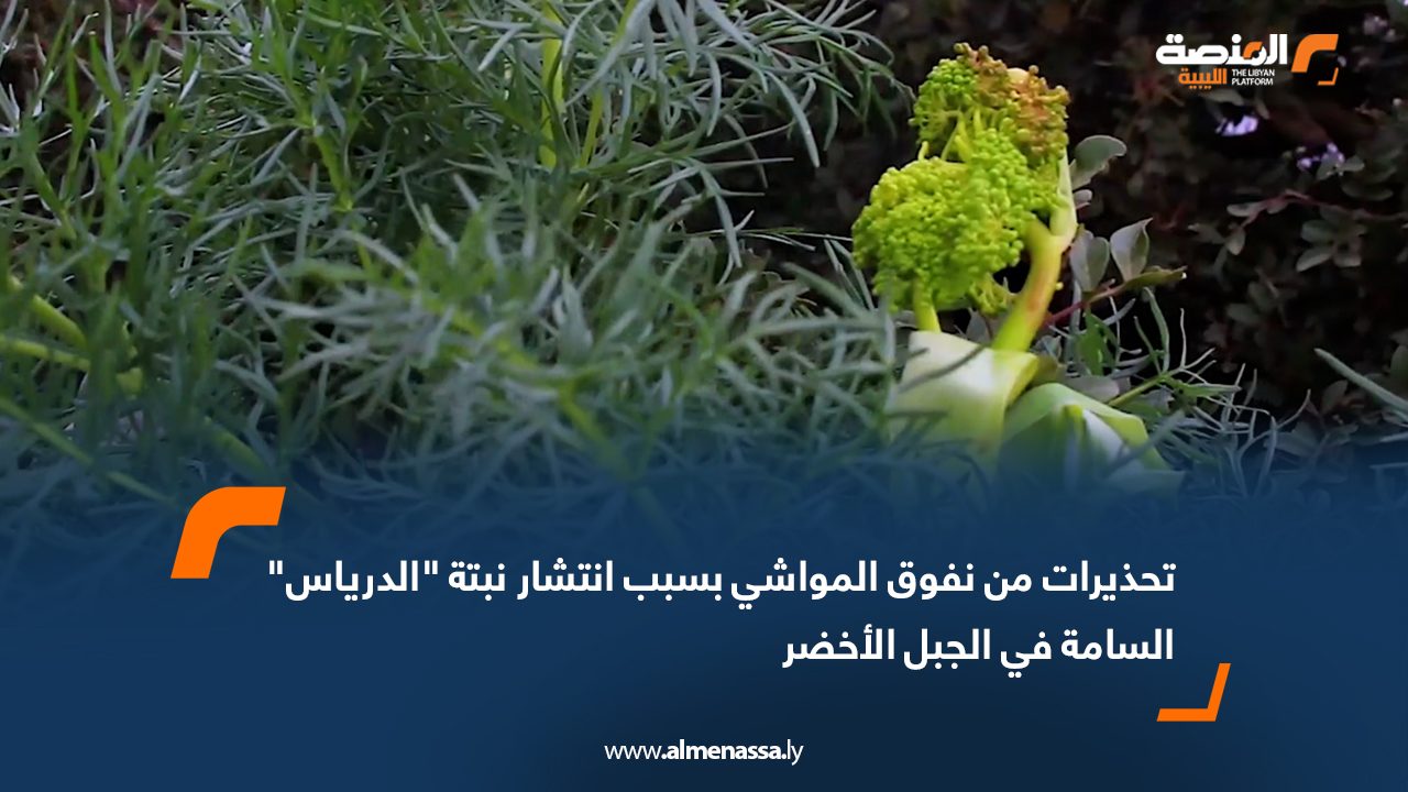 تحذيرات من نفوق المواشي بسبب انتشار نبتة "الدرياس" السامة في الجبل الأخضر