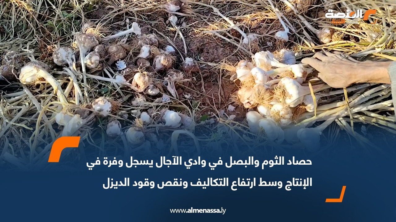 حصاد الثوم والبصل في وادي الآجال يسجل وفرة في الإنتاج وسط ارتفاع التكاليف ونقص وقود الديزل