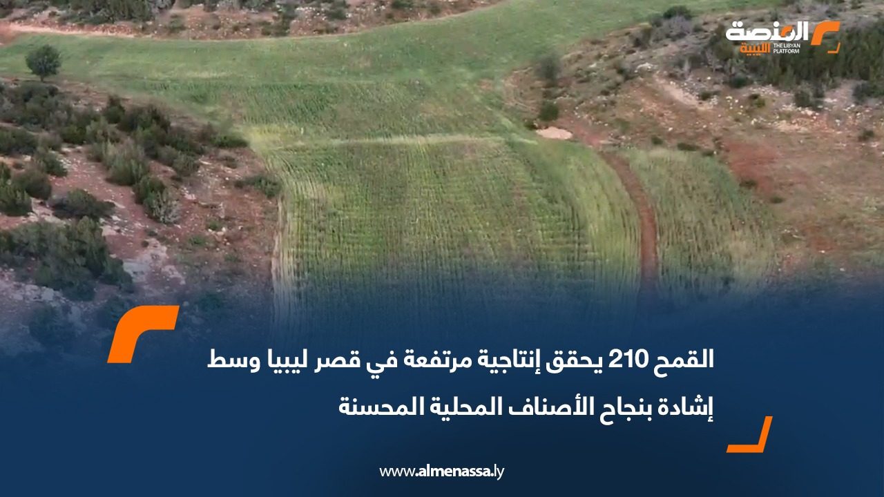 القمح 210 يحقق إنتاجية مرتفعة في قصر ليبيا وسط إشادة بنجاح الأصناف المحلية المحسنة