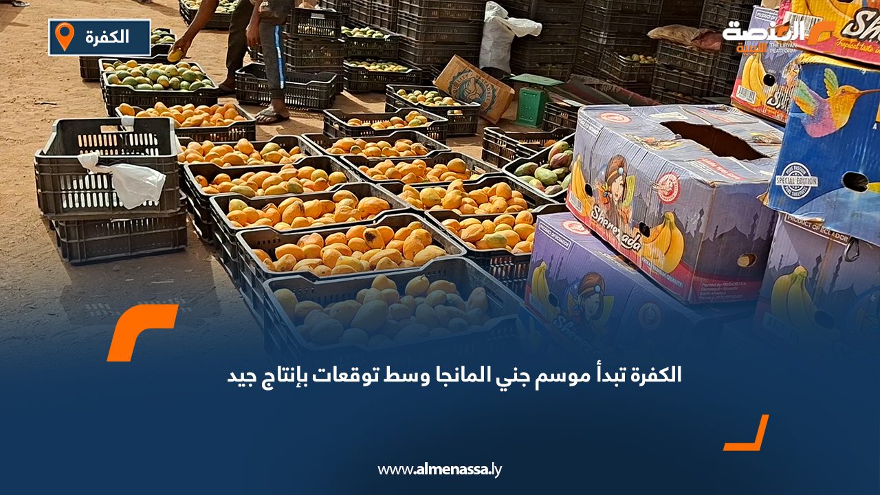 الكفرة تبدأ موسم جني المانجا وسط توقعات بإنتاج جيد