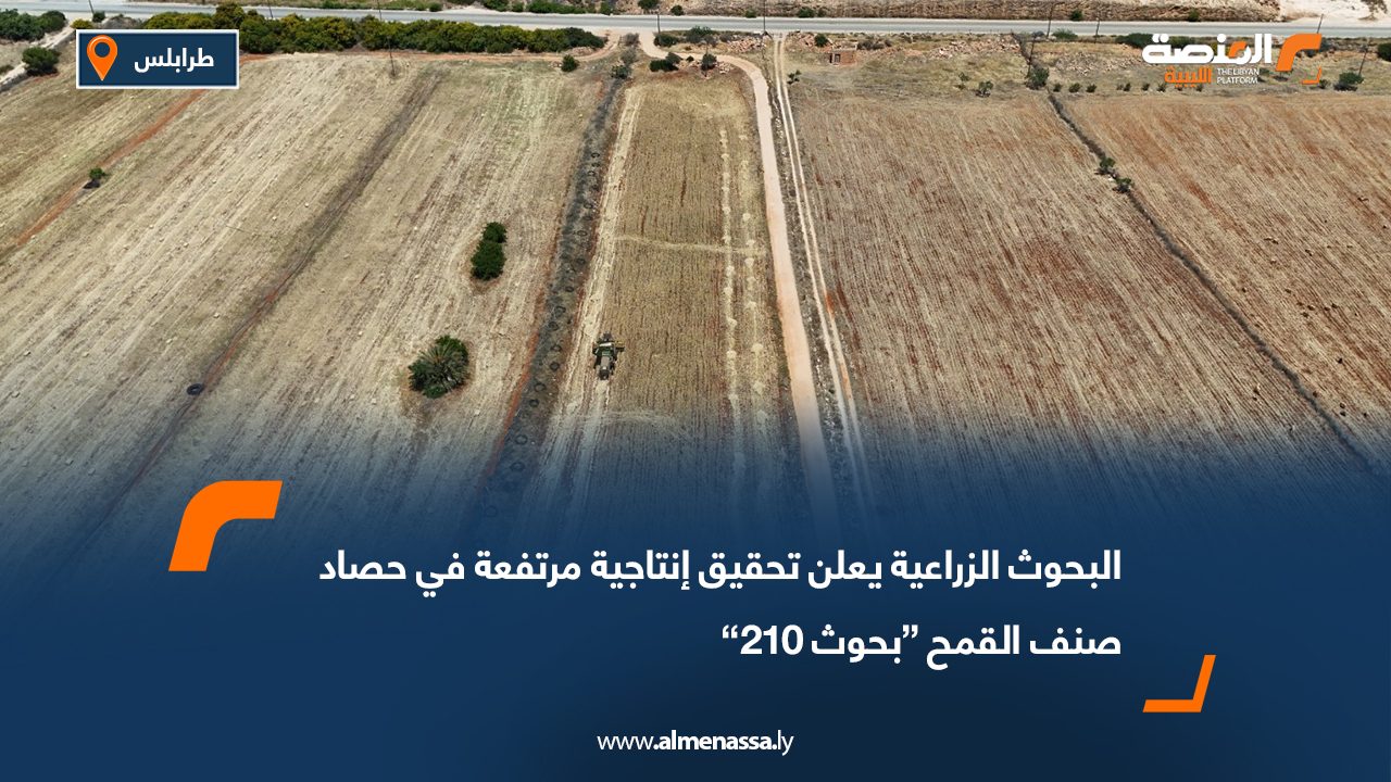 البحوث الزراعية يعلن تحقيق إنتاجية مرتفعة في حصاد صنف القمح “بحوث 210”