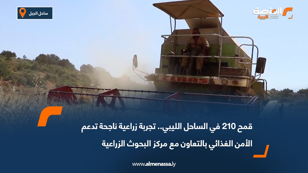 قمح 210 في الساحل الليبي.. تجربة زراعية ناجحة تدعم الأمن الغذائي بالتعاون مع مركز البحوث الزراعية