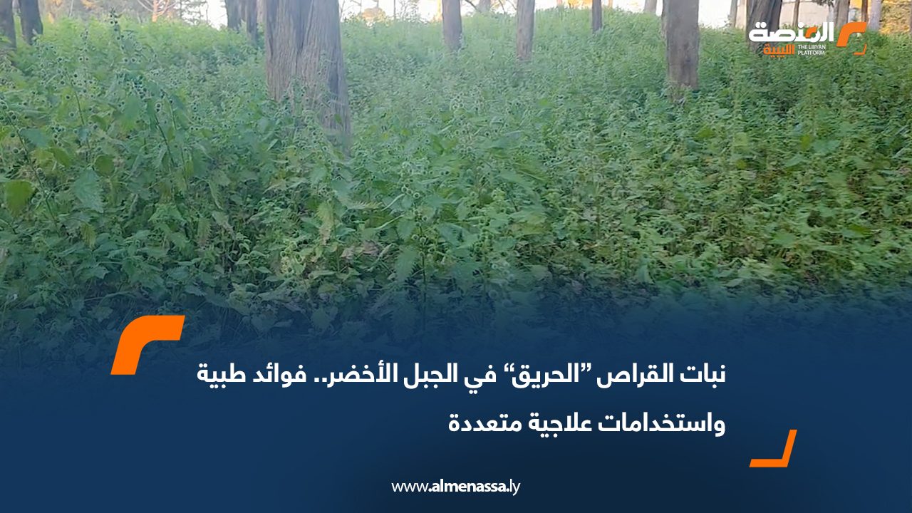نبات القراص “الحريق” في الجبل الأخضر.. فوائد طبية واستخدامات علاجية متعددة