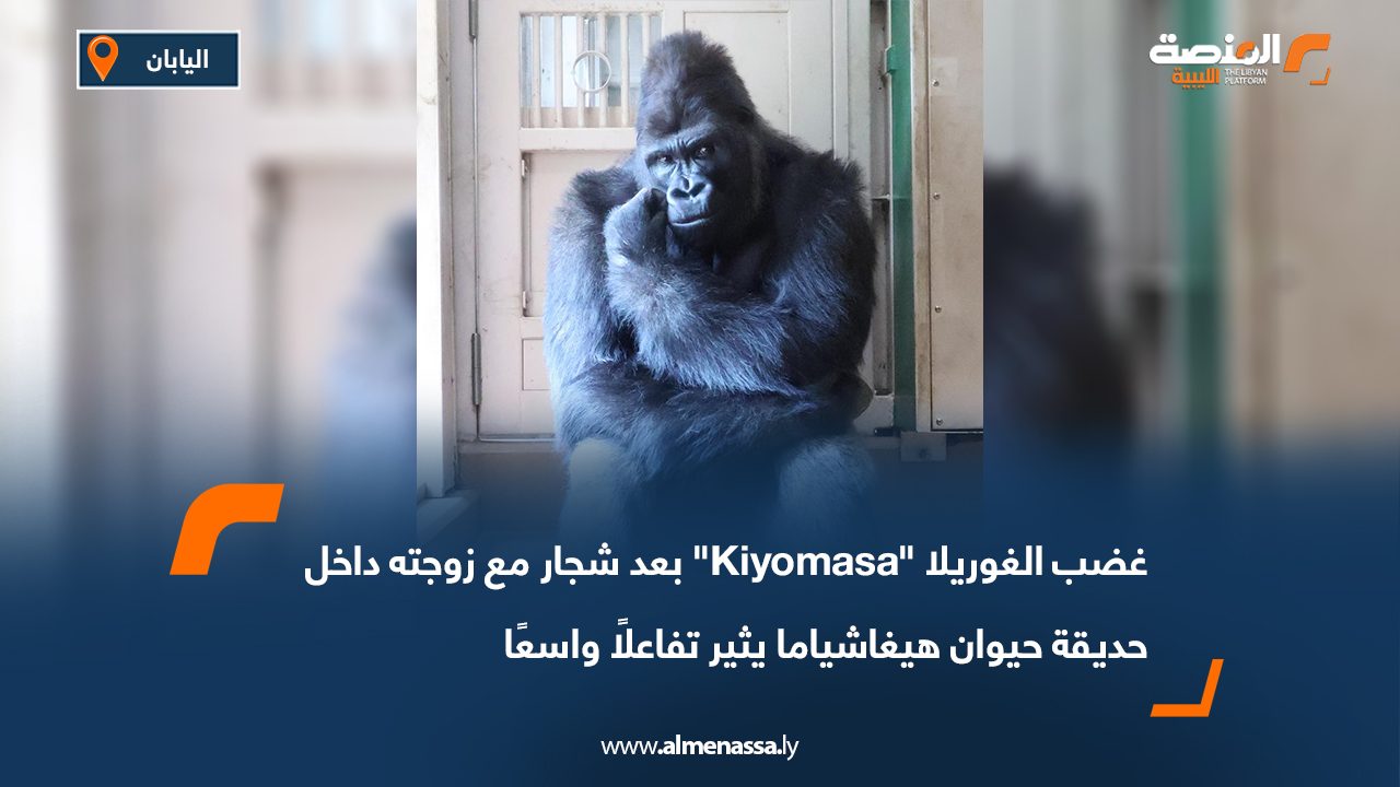 غضب الغوريلا "Kiyomasa" بعد شجار مع زوجته داخل حديقة حيوان هيغاشياما يثير تفاعلًا واسعًا