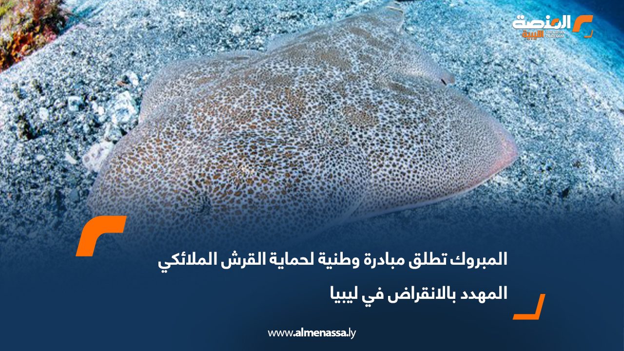 المبروك تطلق مبادرة وطنية لحماية القرش الملائكي المهدد بالانقراض في ليبيا