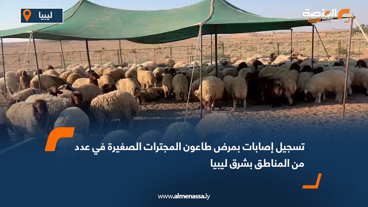 تسجيل إصابات بمرض طاعون المجترات الصغيرة في عدد من المناطق بشرق ليبيا