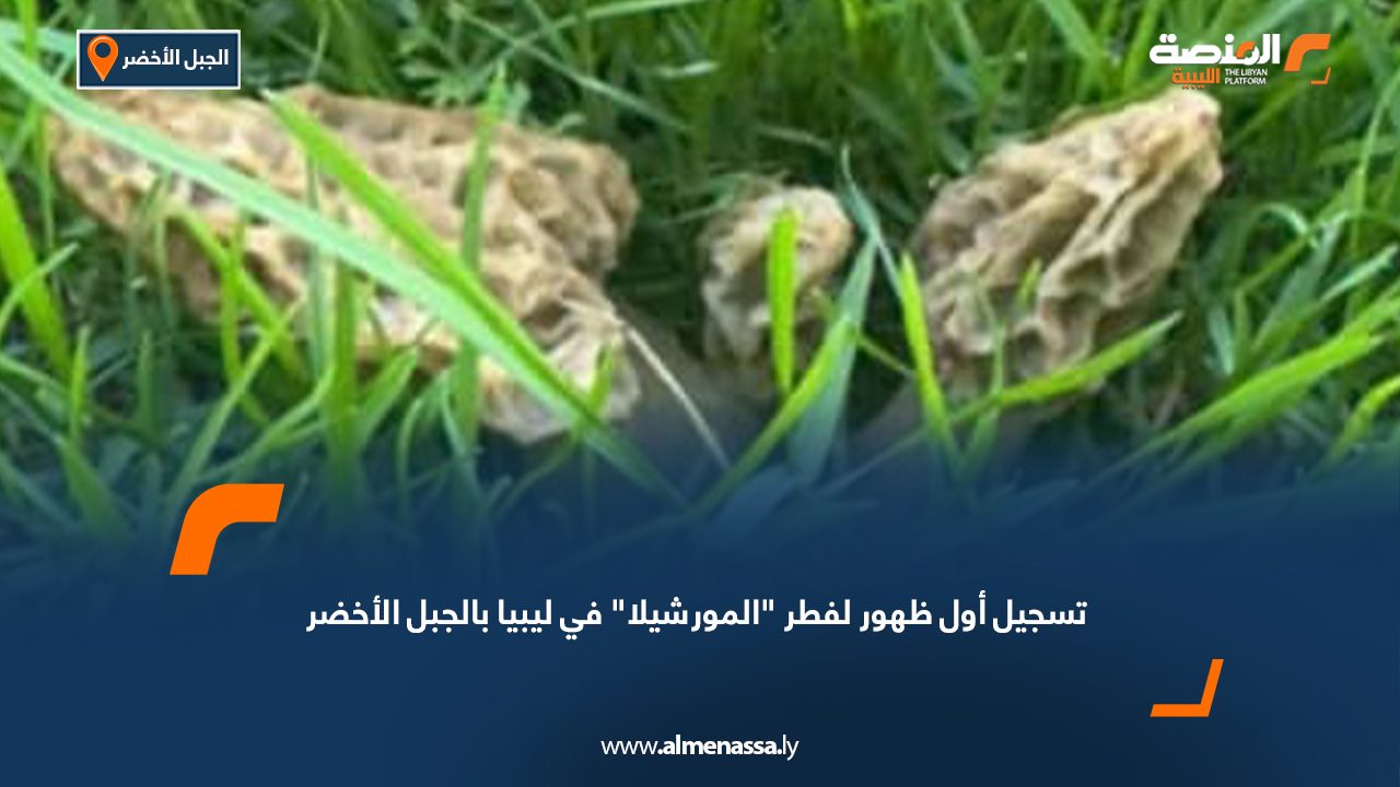 تسجيل أول ظهور لفطر "المورشيلا" في ليبيا بالجبل الأخضر