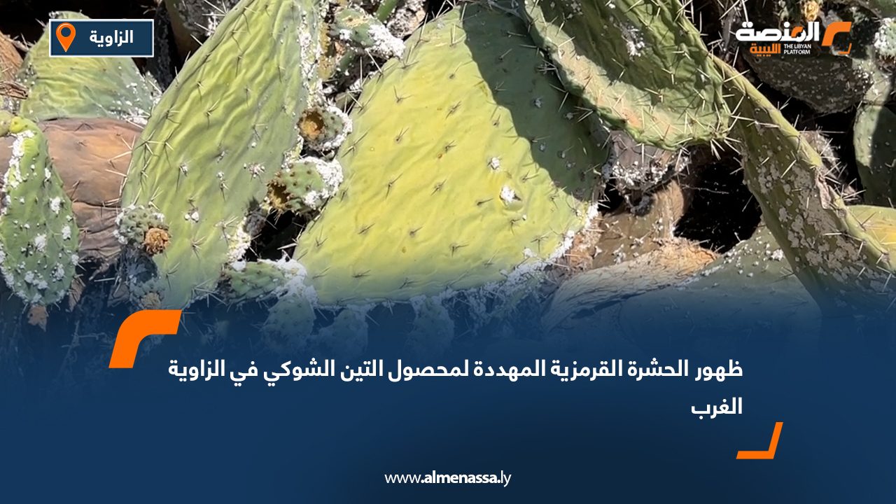 ظهور الحشرة القرمزية المهددة لمحصول التين الشوكي في الزاوية الغرب