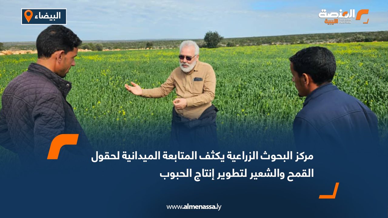 مركز البحوث الزراعية يكثف المتابعة الميدانية لحقول القمح والشعير لتطوير إنتاج الحبوب