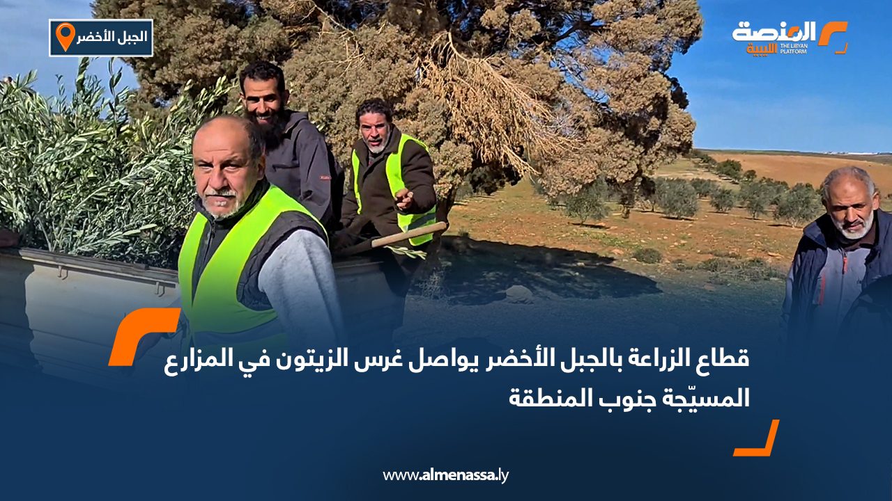 قطاع الزراعة بالجبل الأخضر يواصل غرس الزيتون في المزارع المسيّجة جنوب المنطقة