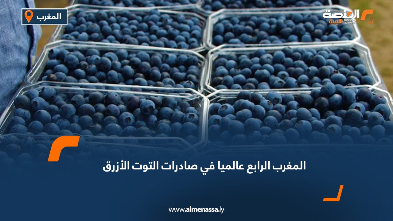 المغرب الرابع عالمياً في صادرات التوت الأزرق