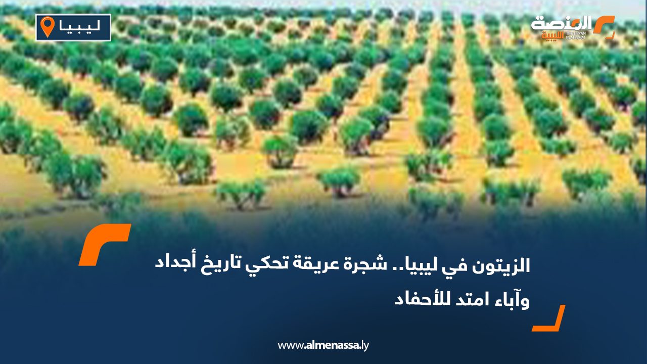 الزيتون في ليبيا.. شجرة عريقة تحكي تاريخ أجداد وآباء امتد للأحفاد
