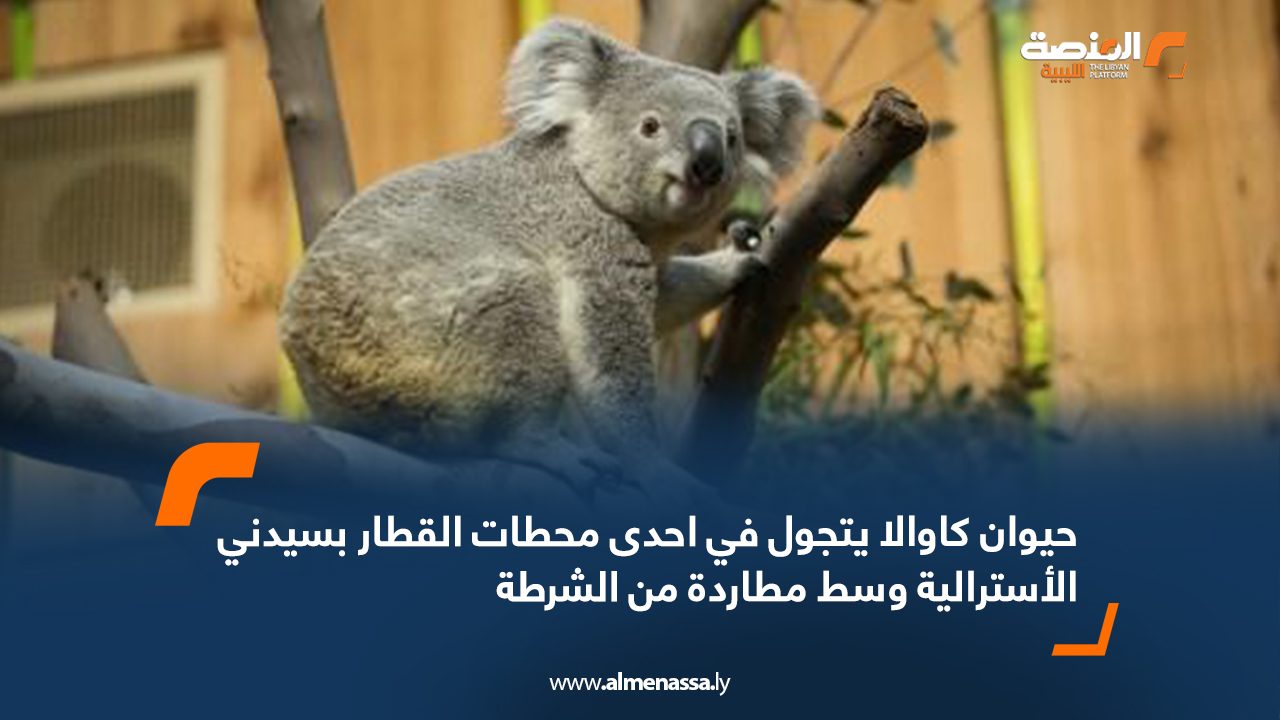 حيوان كاوالا يتجول في احدى محطات القطار بسيدني الأسترالية وسط مطاردة من الشرطة