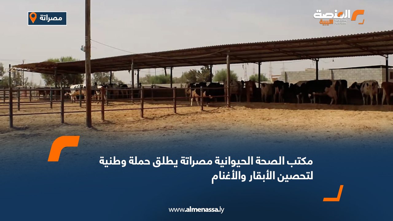 مكتب الصحة الحيوانية مصراتة يطلق حملة وطنية لتحصين الأبقار والأغنام