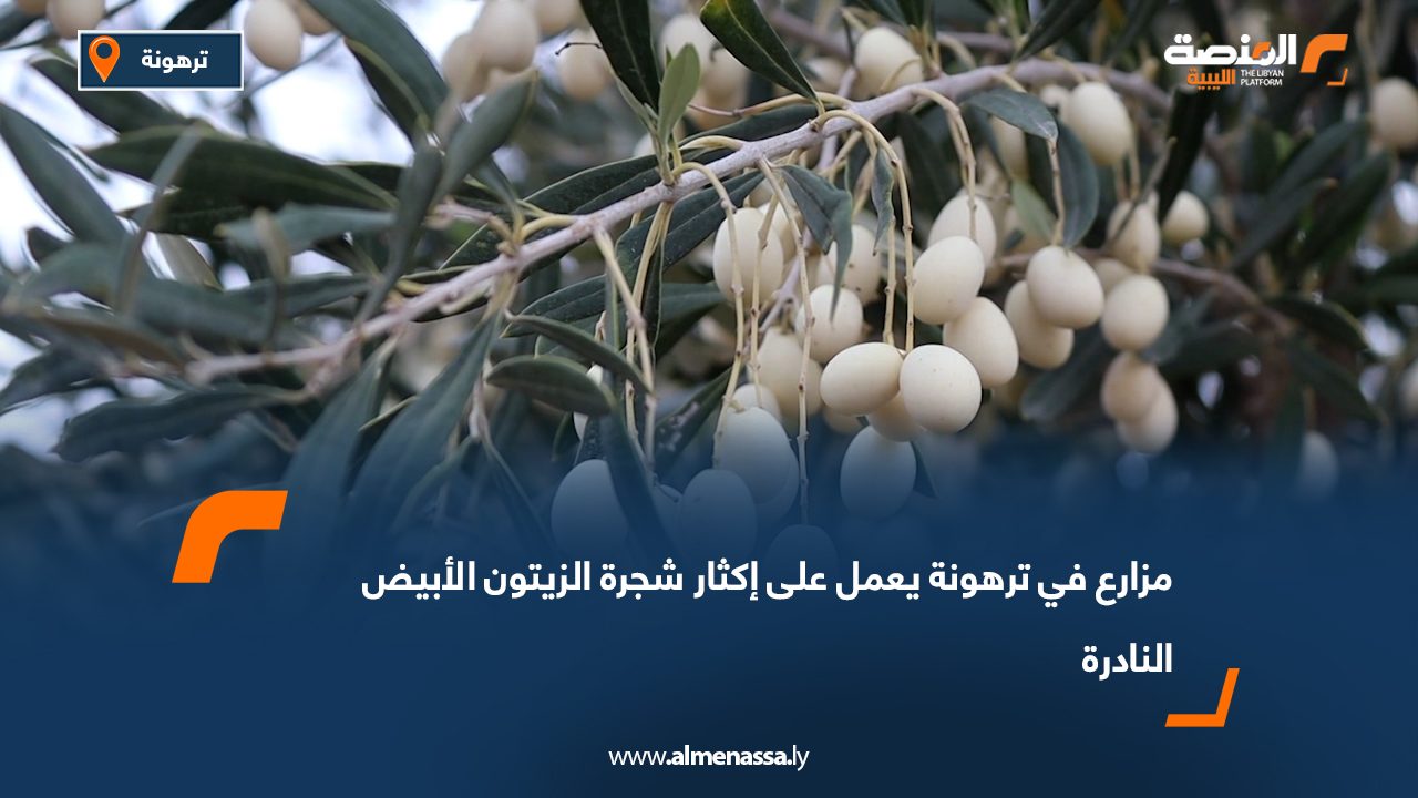مزارع في ترهونة يعمل على إكثار شجرة الزيتون الأبيض النادرة