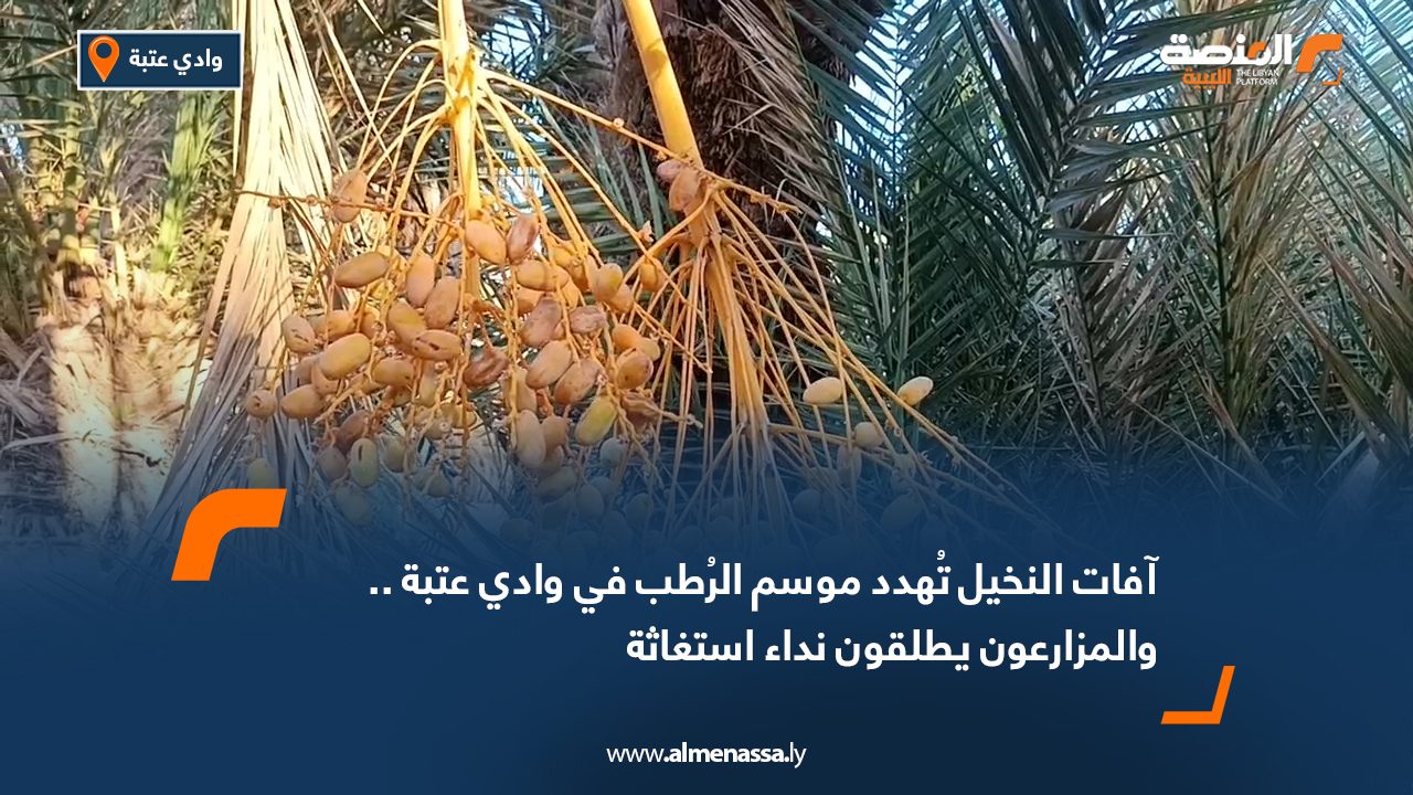 آفات النخيل تُهدد موسم الرُطب في وادي عتبة.. والمزارعون يطلقون نداء استغاثة