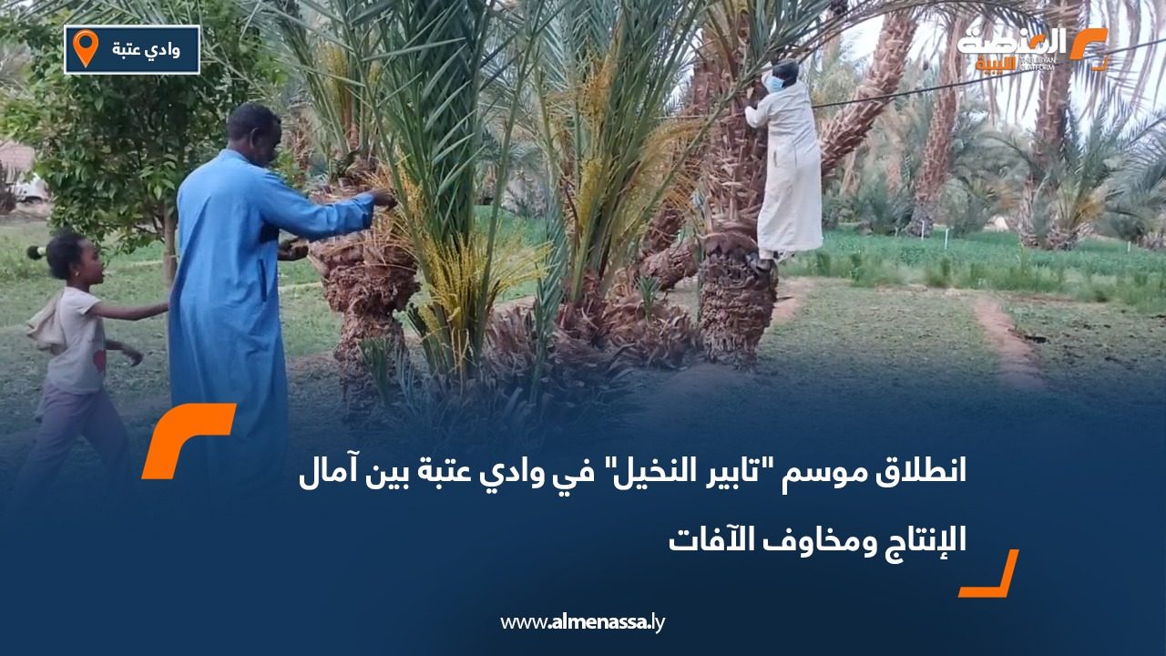 انطلاق موسم "تابير النخيل" في وادي عتبة بين آمال الإنتاج ومخاوف الآفات