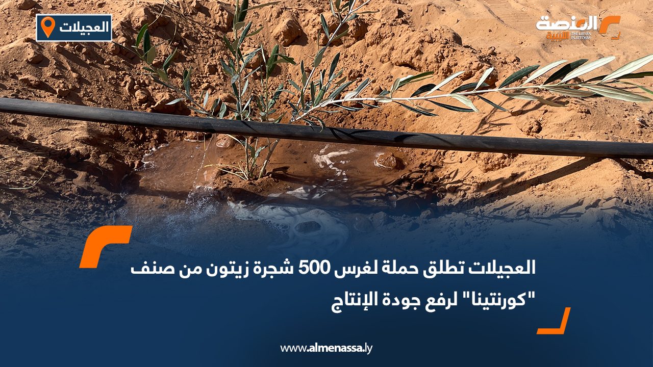 العجيلات تطلق حملة لغرس 500 شجرة زيتون من صنف "كورنتينا" لرفع جودة الإنتاج