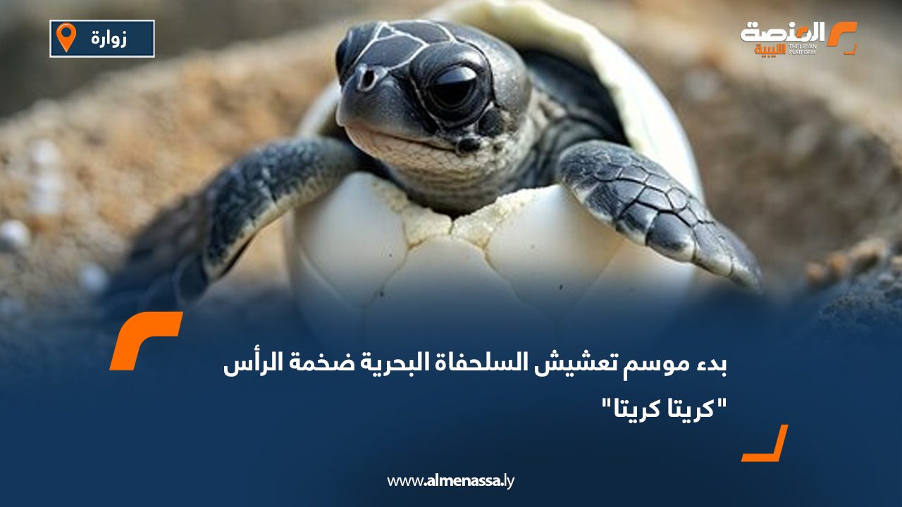 بدء موسم تعشيش السلحفاة البحرية ضخمة الرأس "كريتا كريتا"