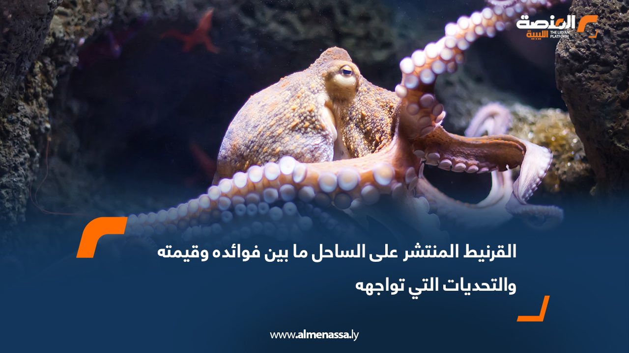 القرنيط المنتشر على الساحل ما بين فوائده وقيمته والتحديات التي تواجهه